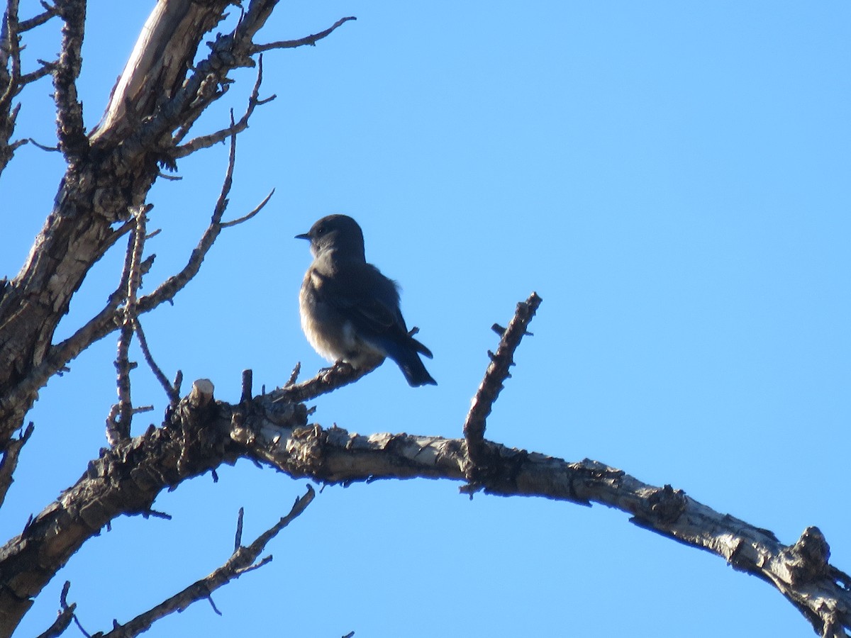 Western Bluebird - Suzi Holt