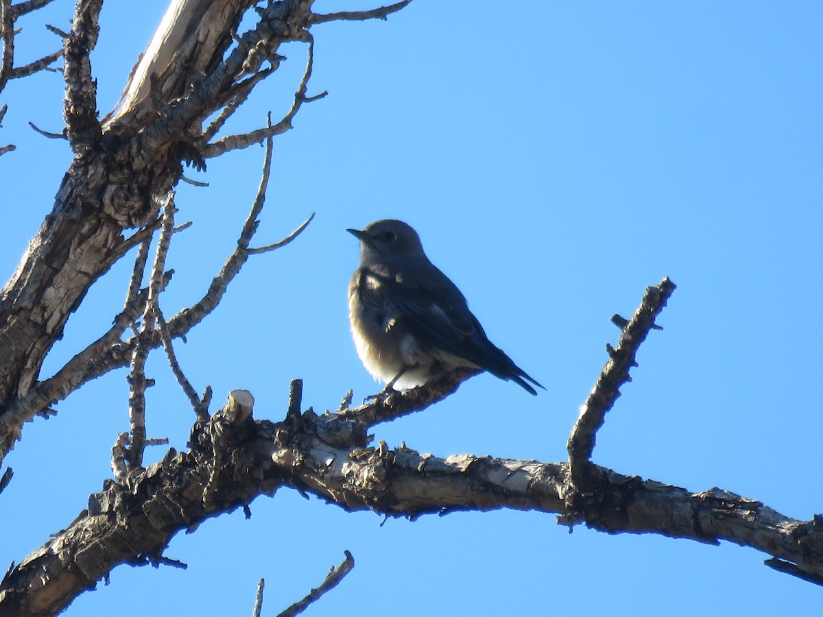 Western Bluebird - ML121749561