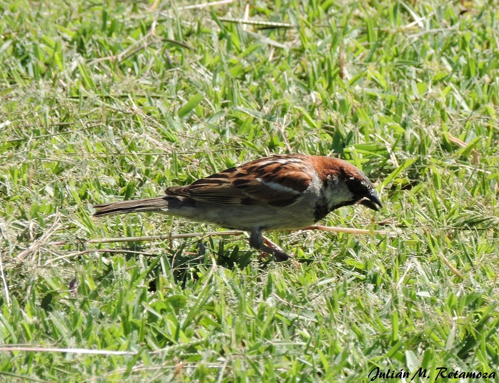 House Sparrow - ML121749811