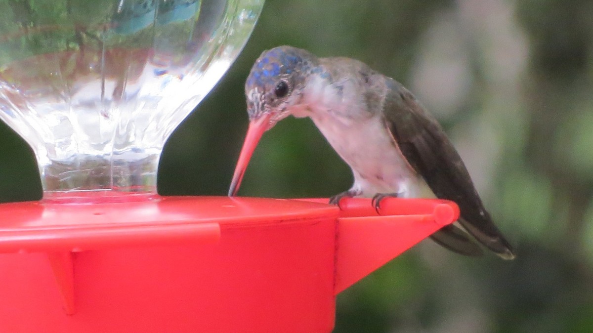 Violet-crowned Hummingbird - Corinna Honscheid