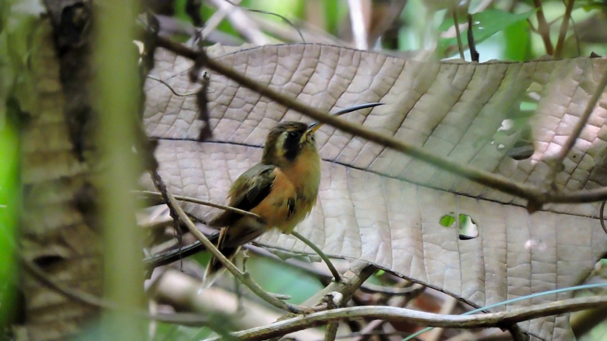 Gray-chinned Hermit - ML121751461