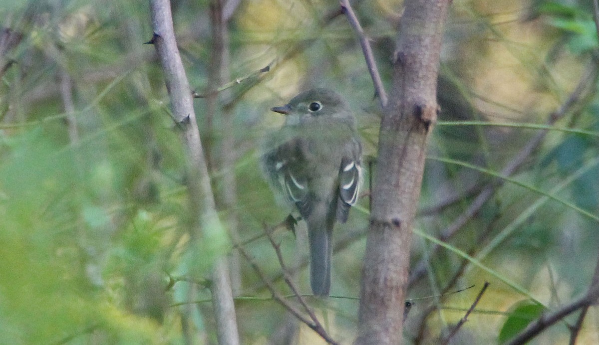 Least Flycatcher - Joshua Emm