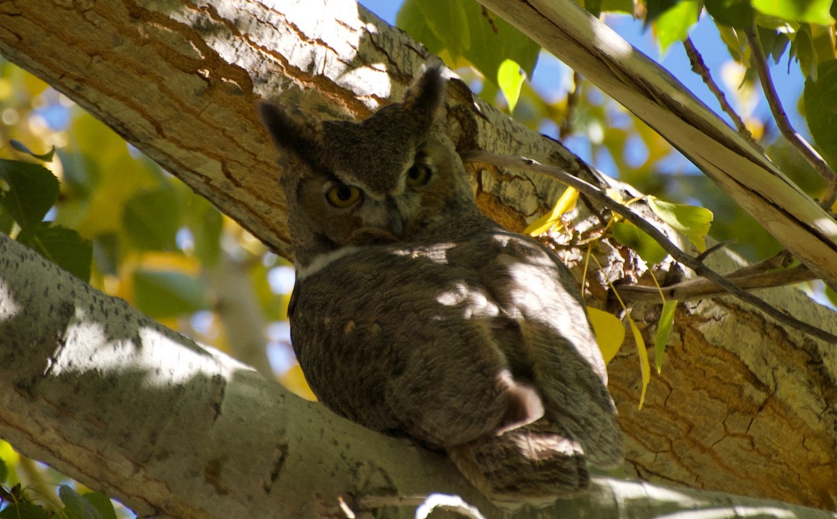 Great Horned Owl - Owen Sinkus