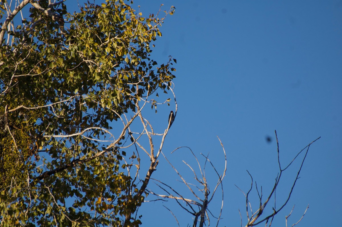 Ladder-backed Woodpecker - ML121753021