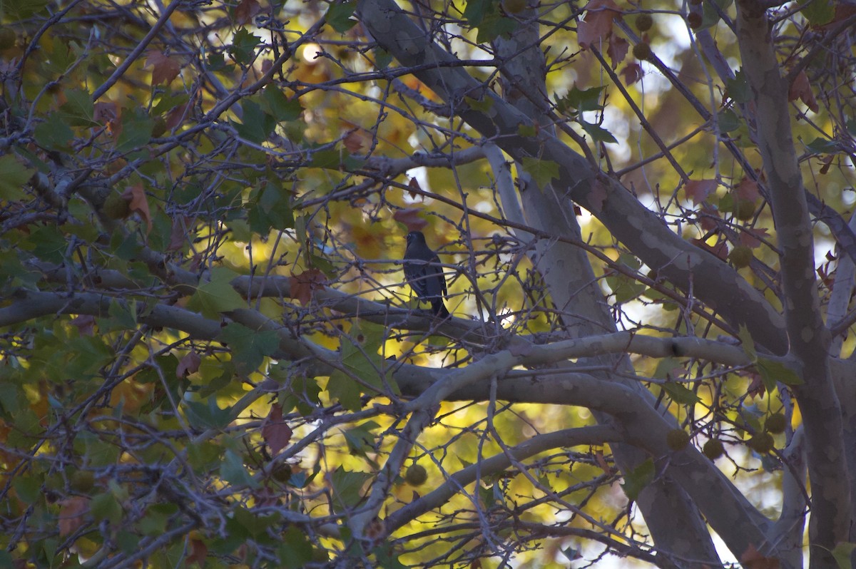 American Robin - ML121753091