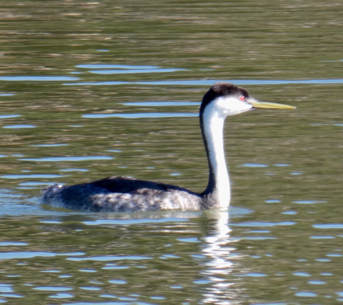 Western Grebe - ML121753921