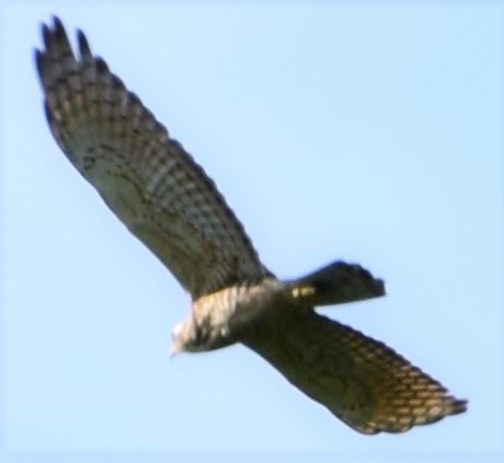 Gray-faced Buzzard - ML121754031