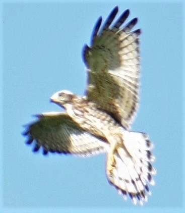 Gray-faced Buzzard - ML121754041