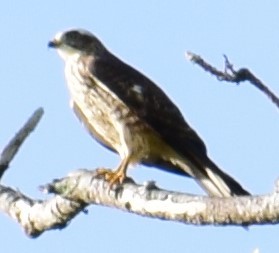 Gray-faced Buzzard - ML121754051