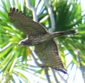 Gray-faced Buzzard - ML121754061