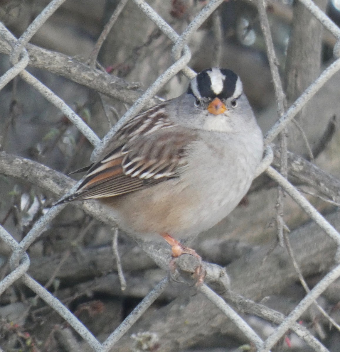 Bruant à couronne blanche - ML121756001