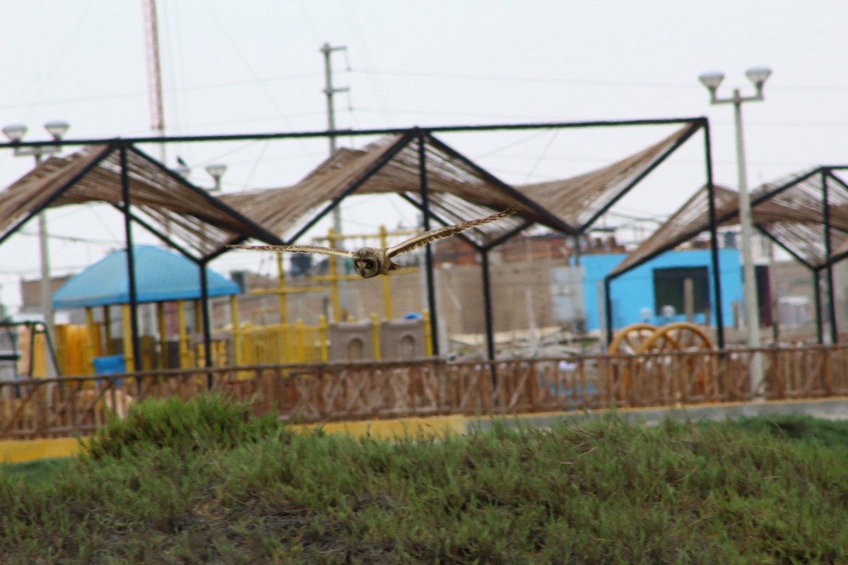 Short-eared Owl - ML121756721