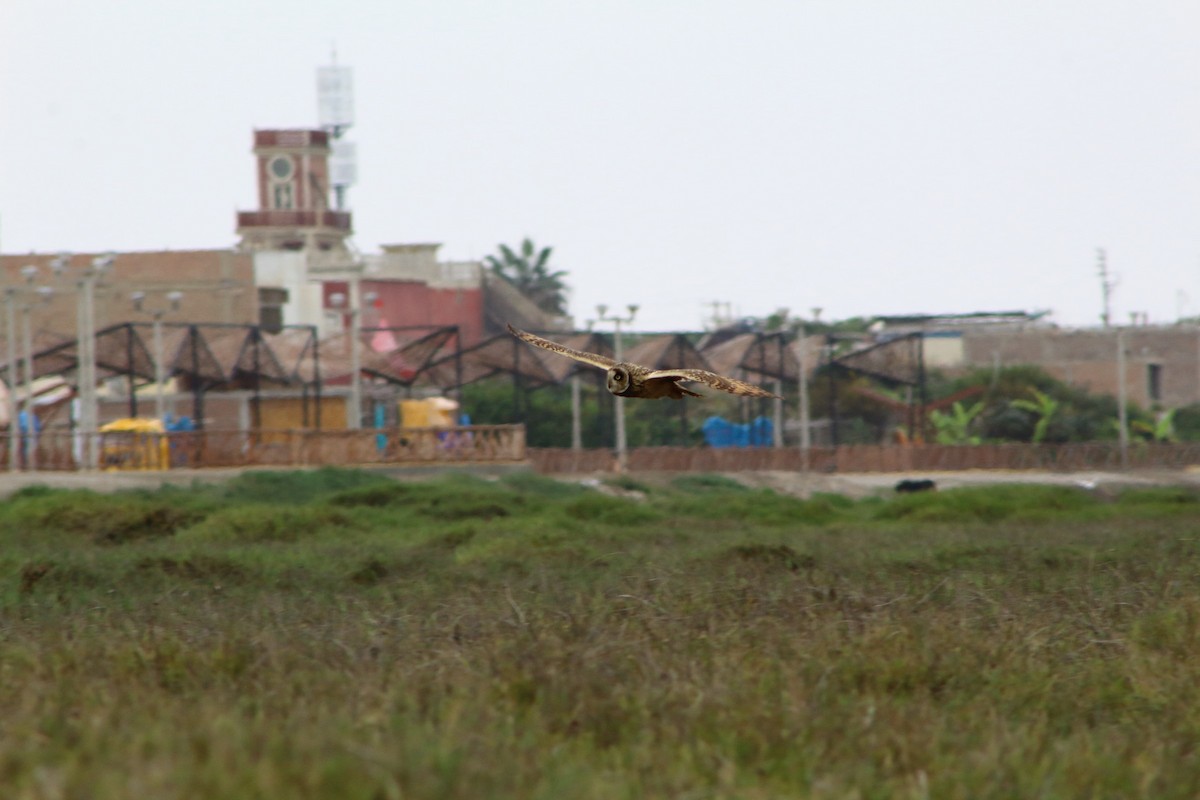 Short-eared Owl - ML121756731