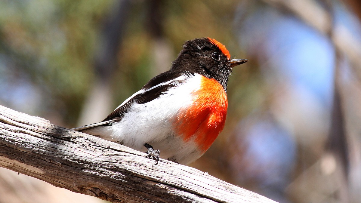 Red-capped Robin - Alan Melville