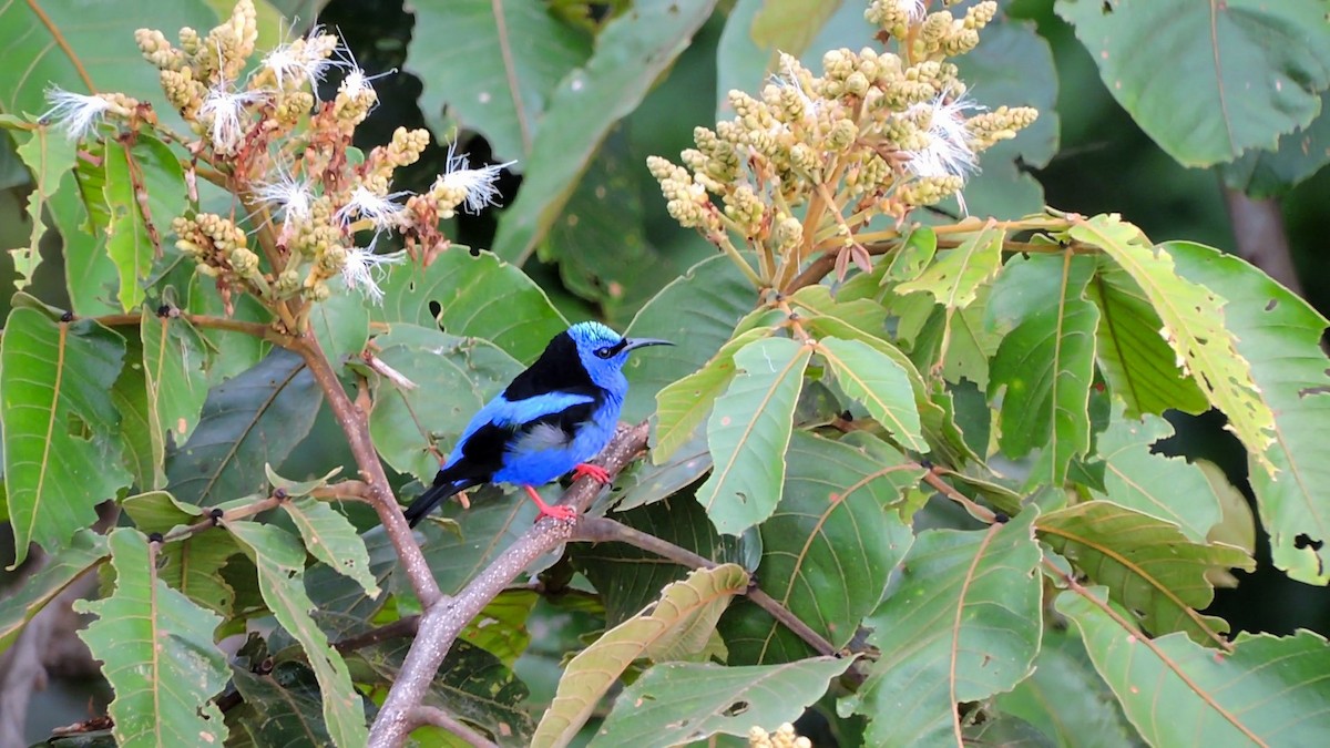 Red-legged Honeycreeper - Edwin Munera