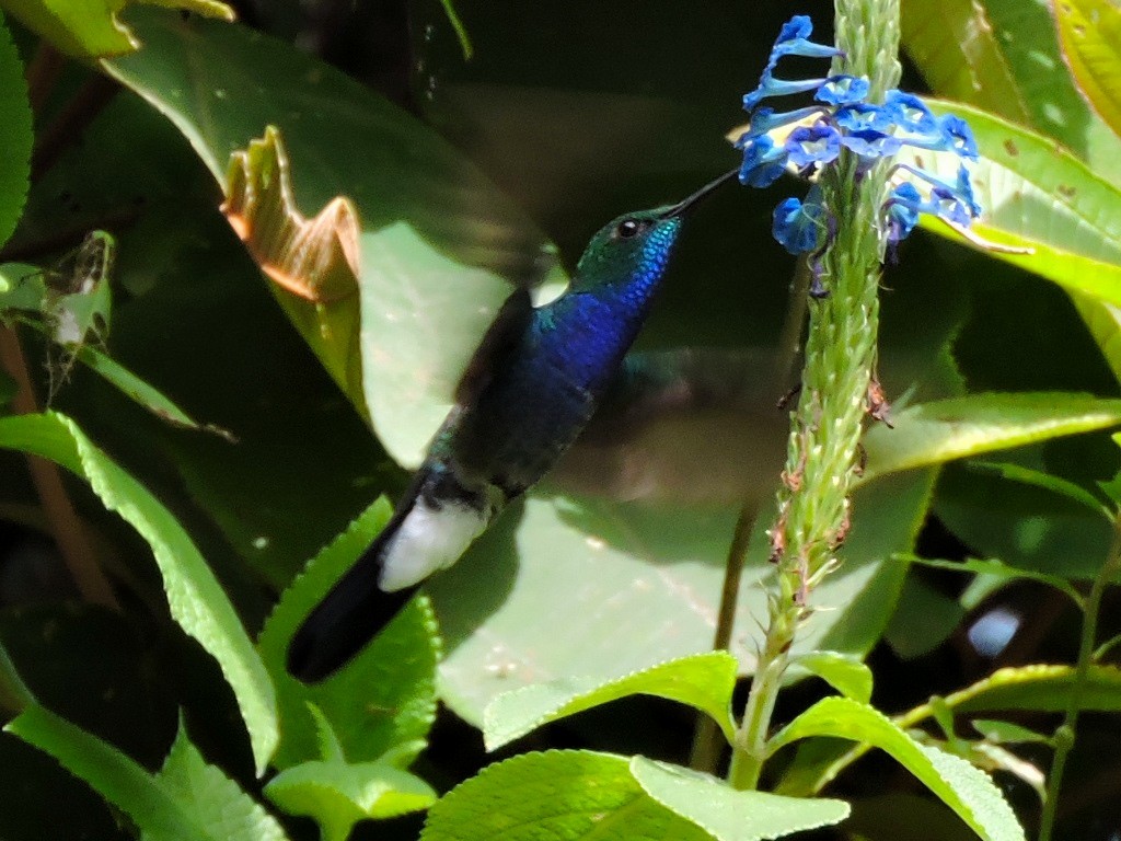 Colibrí de Buffon - ML121757391