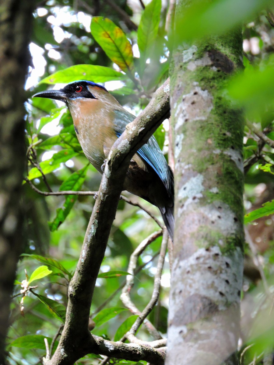 Amazonian Motmot - Edwin Munera