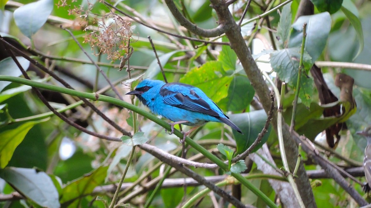 Blue Dacnis - ML121757431