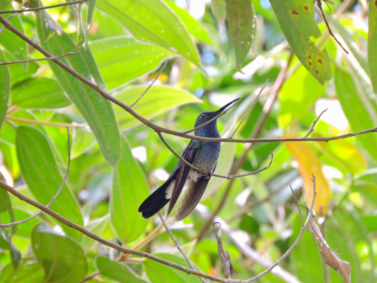 kolibřík bělořitý - ML121757451