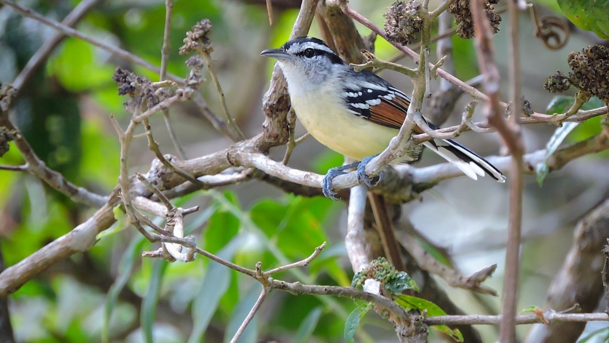 Rusty-winged Antwren - ML121757461