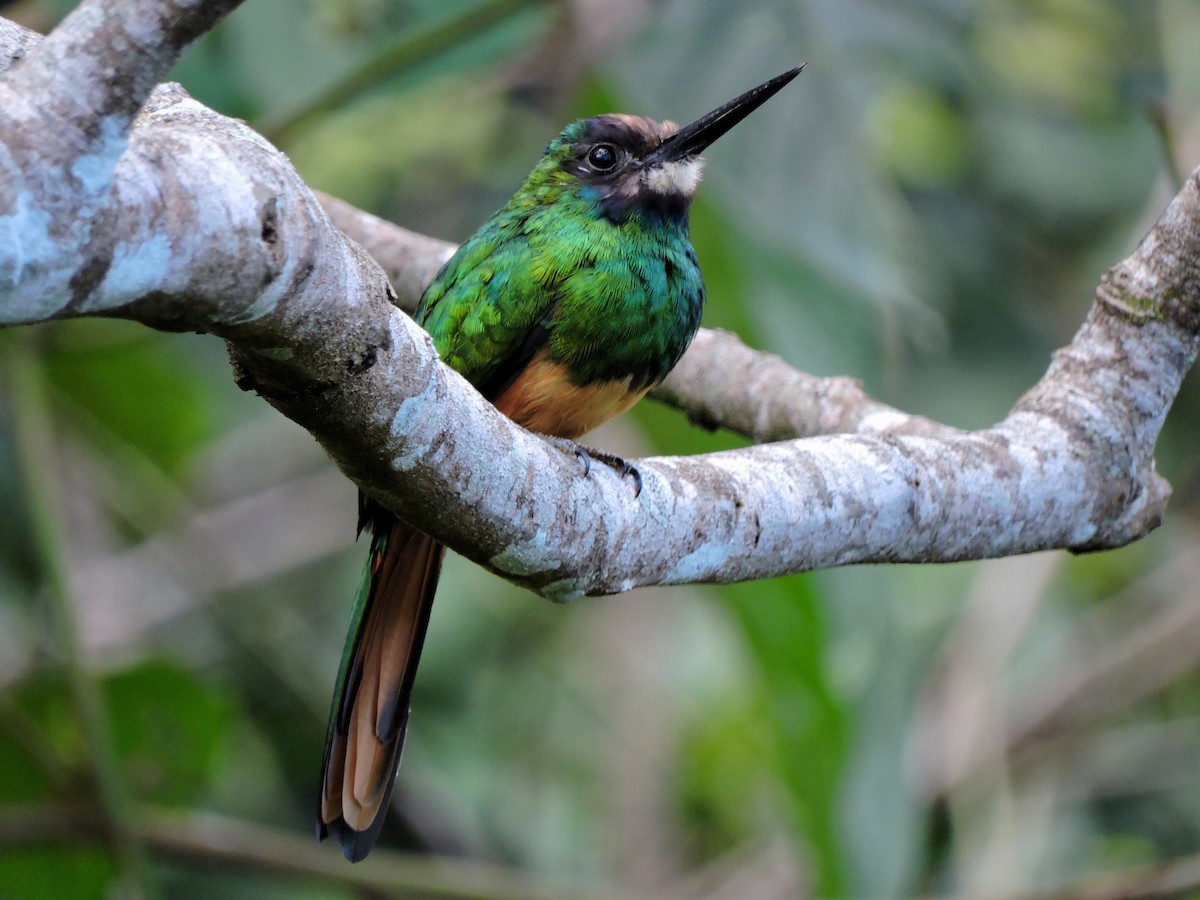 White-chinned Jacamar - Edwin Munera