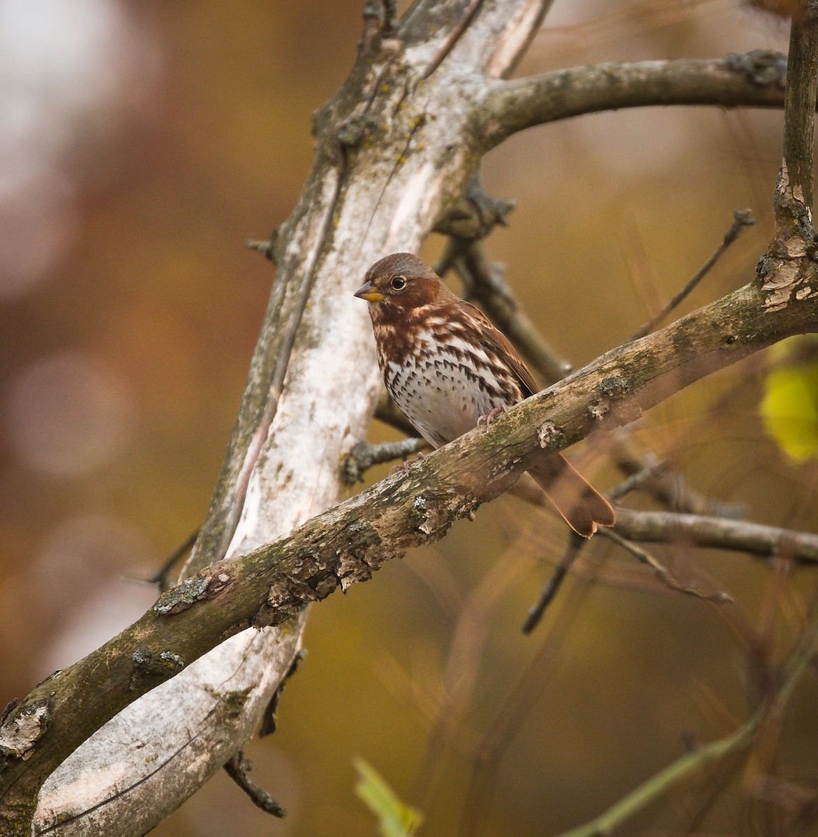 Fox Sparrow - Ryan Jones