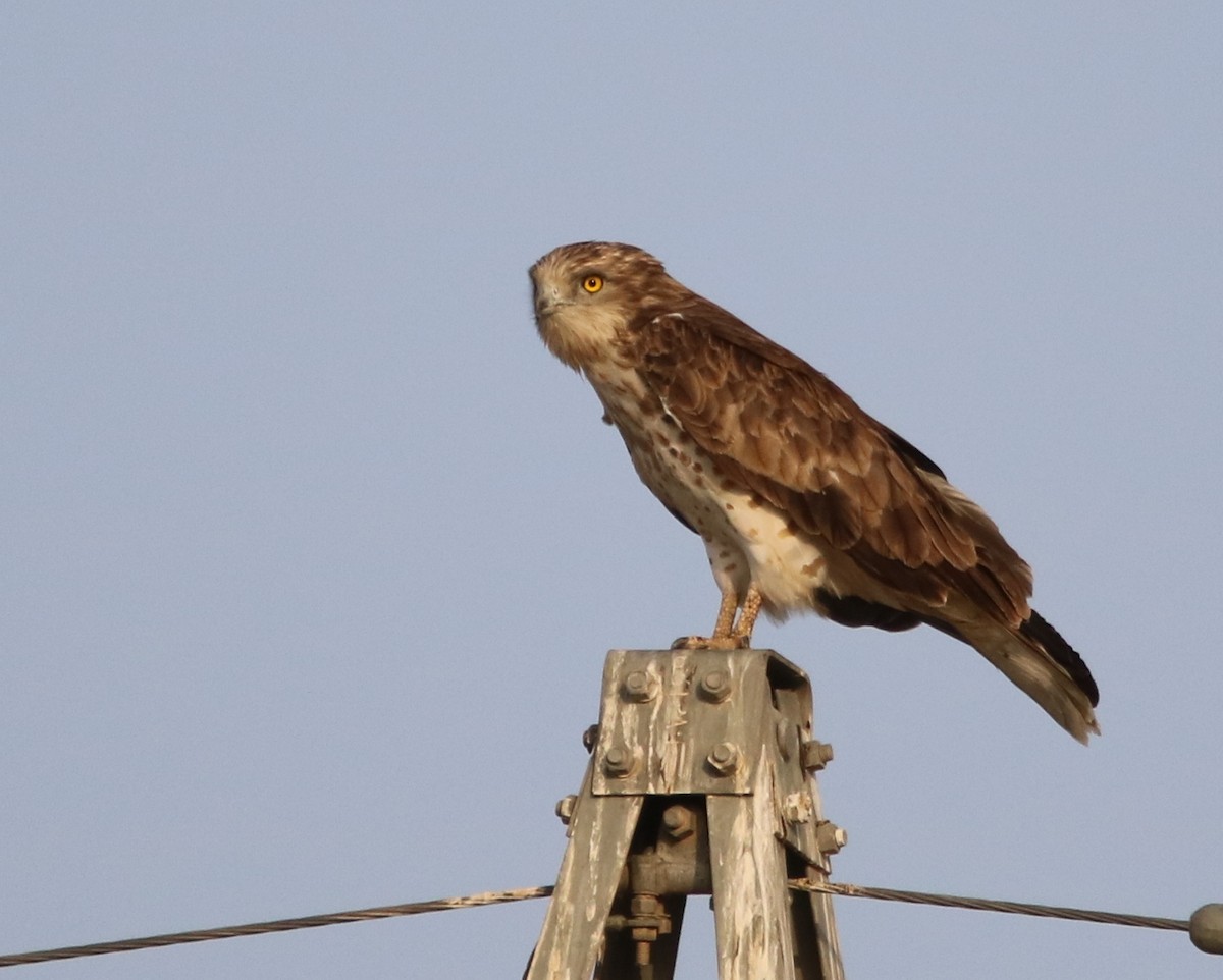 Short-toed Snake-Eagle - ML121758821