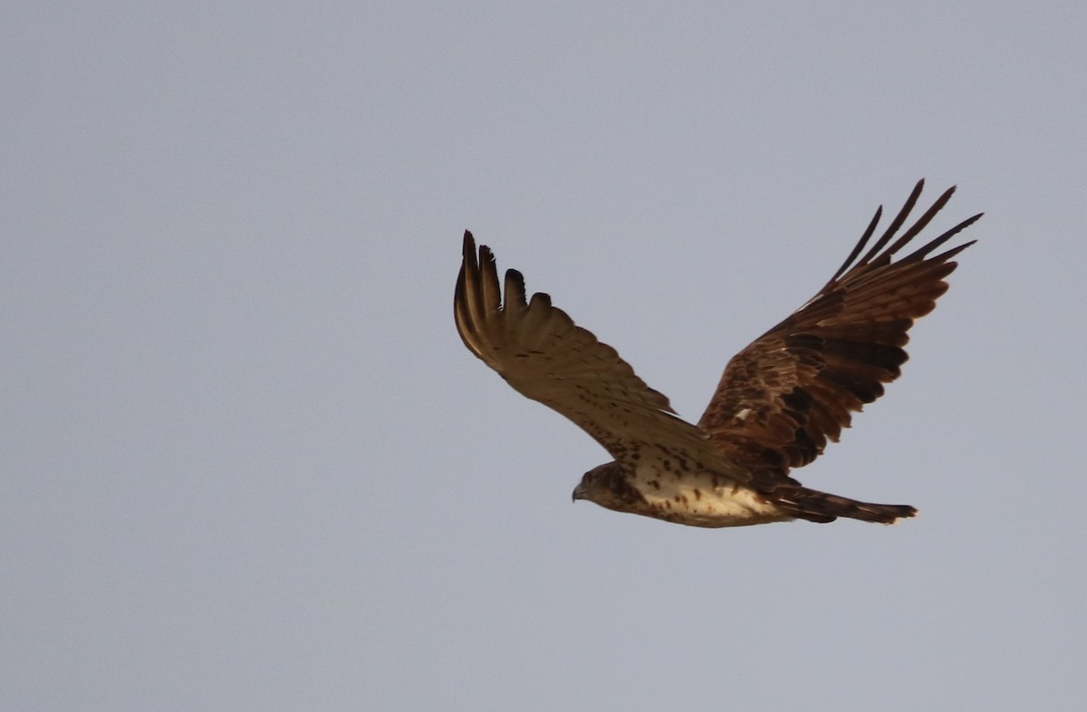 Short-toed Snake-Eagle - ML121758841