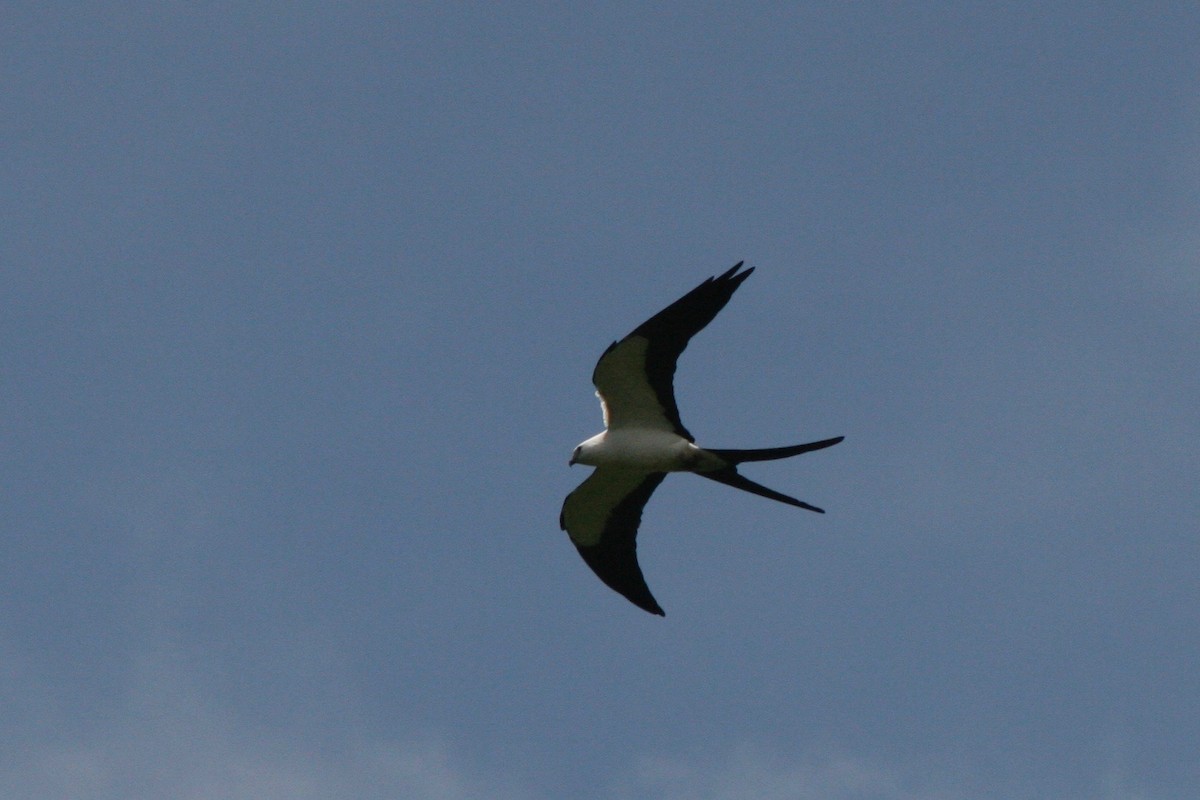 Swallow-tailed Kite - ML121758891