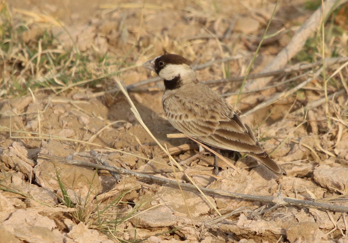 Black-crowned Sparrow-Lark - ML121759091