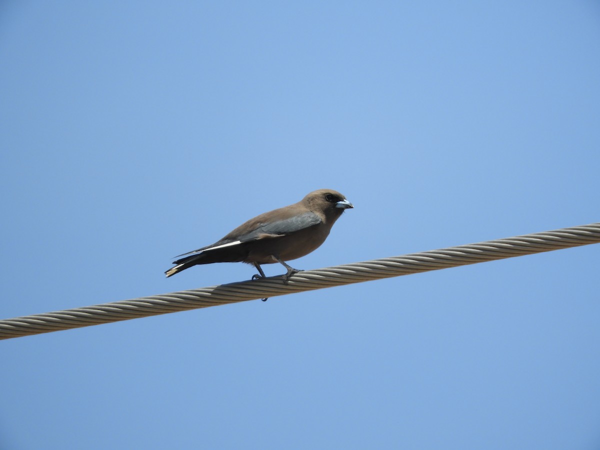 Dusky Woodswallow - Ron Steicke