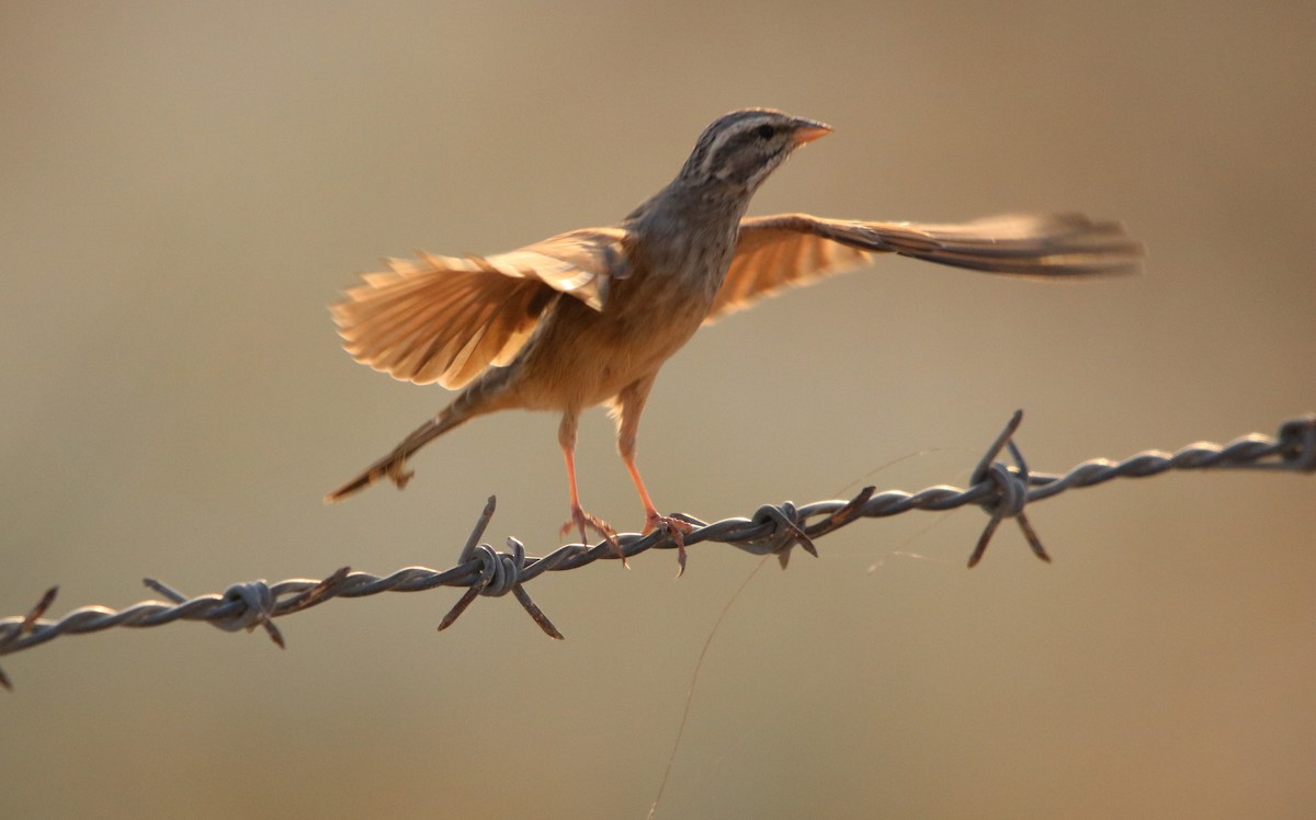 Striolated Bunting - ML121759551