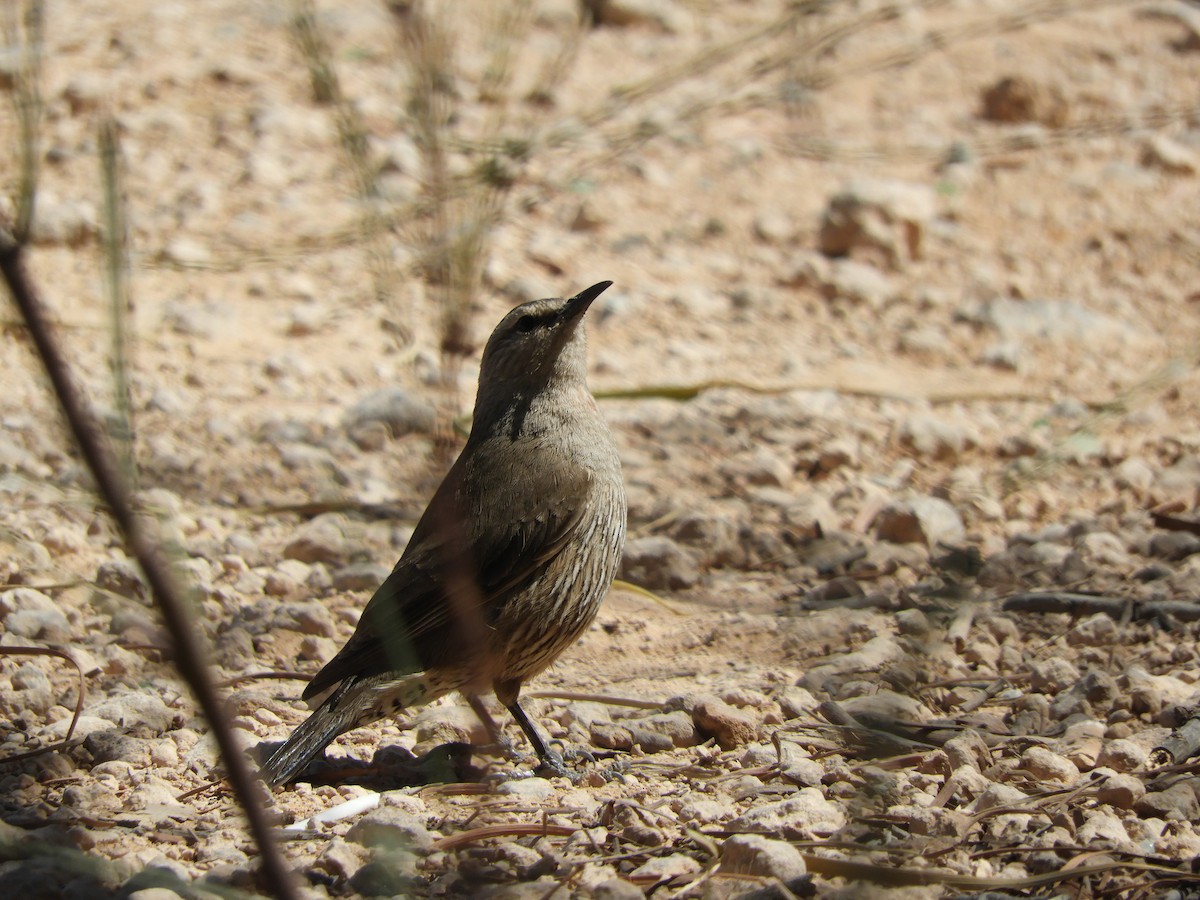 Brown Treecreeper - ML121759651