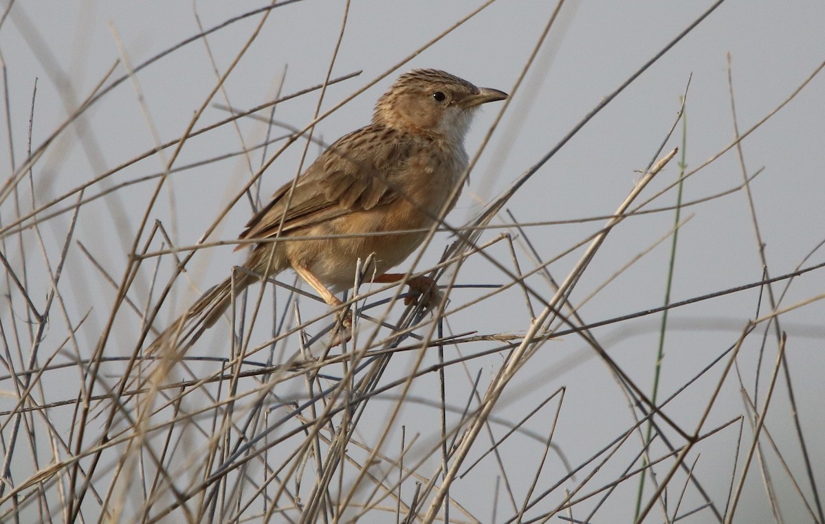 Common Babbler - ML121759671