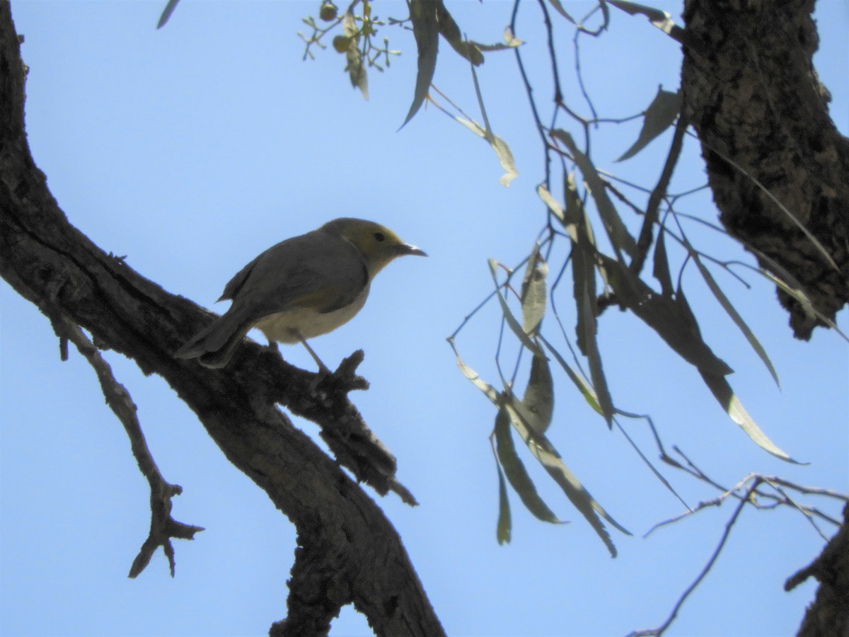 White-plumed Honeyeater - ML121759681