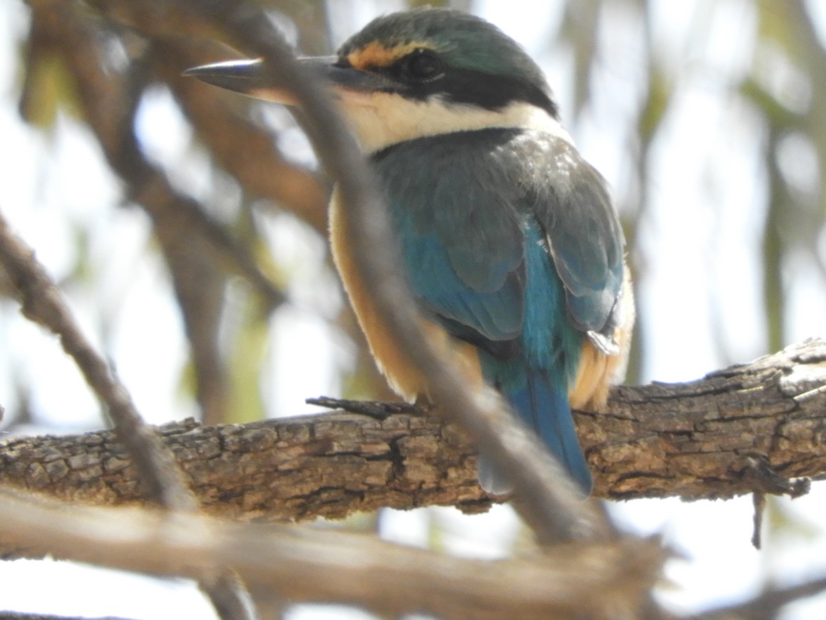 Sacred Kingfisher (Australasian) - ML121759751