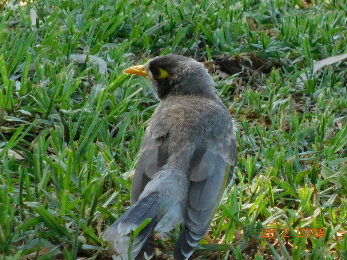 Noisy Miner - ML121759761