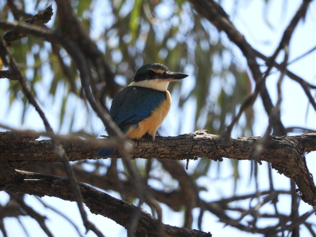 Sacred Kingfisher (Australasian) - ML121759901