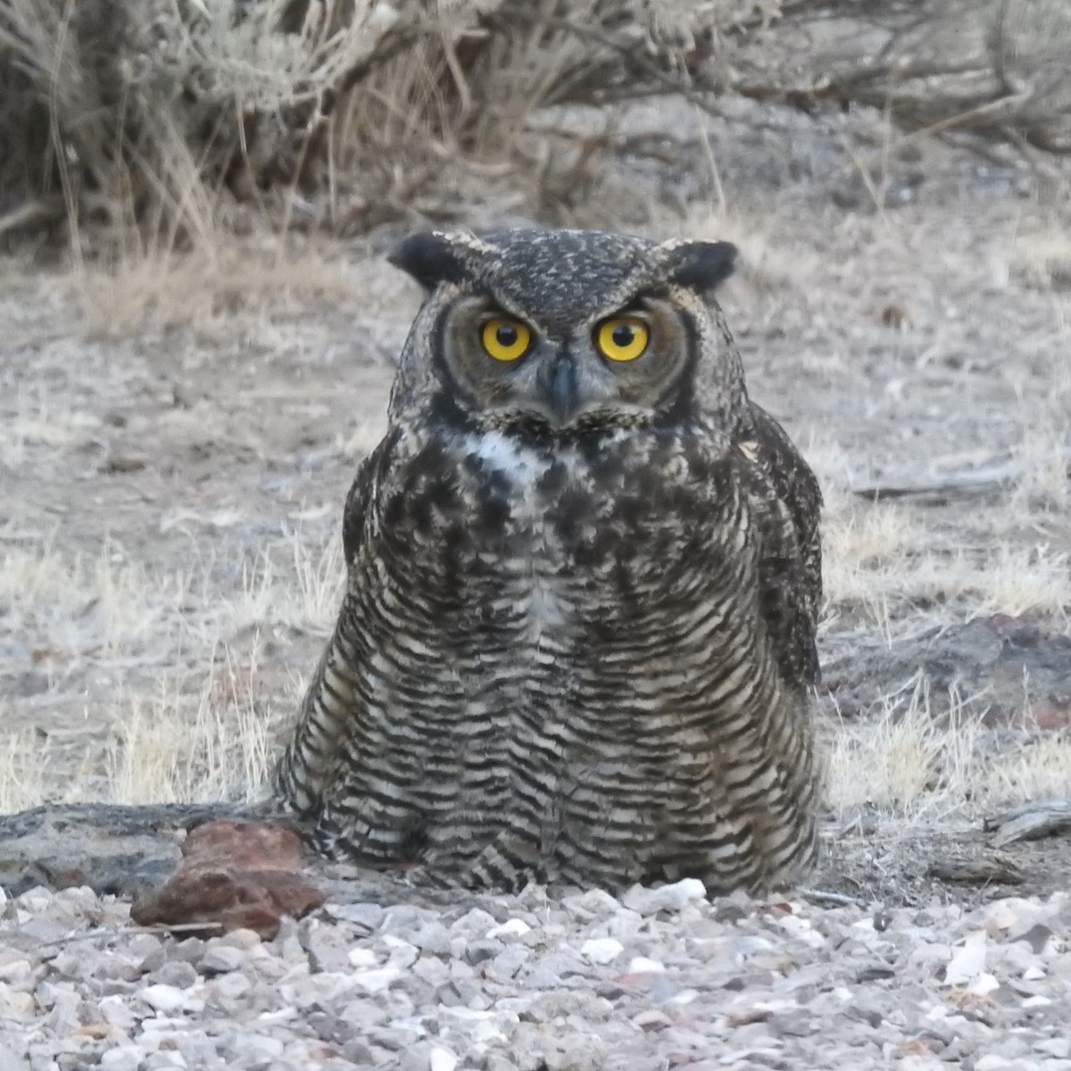 Great Horned Owl - ML121759961