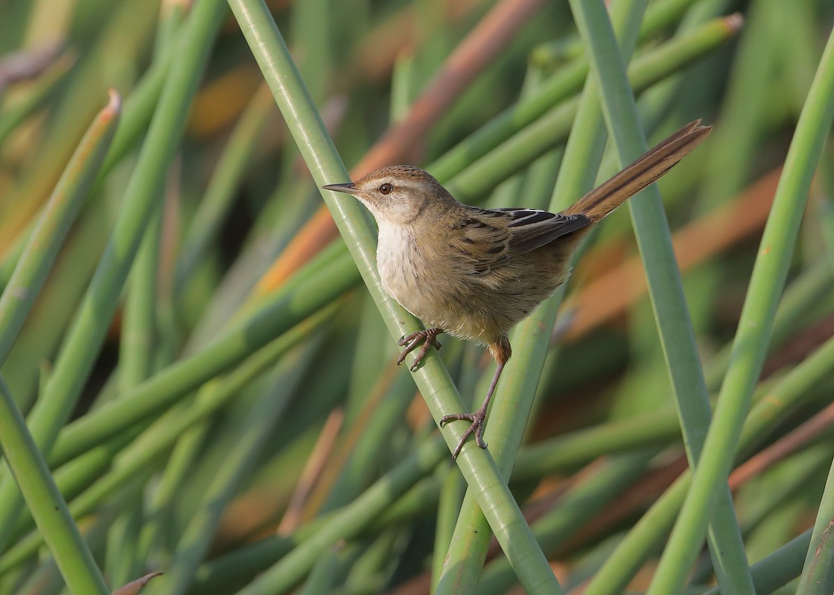Little Grassbird - Marc Gardner