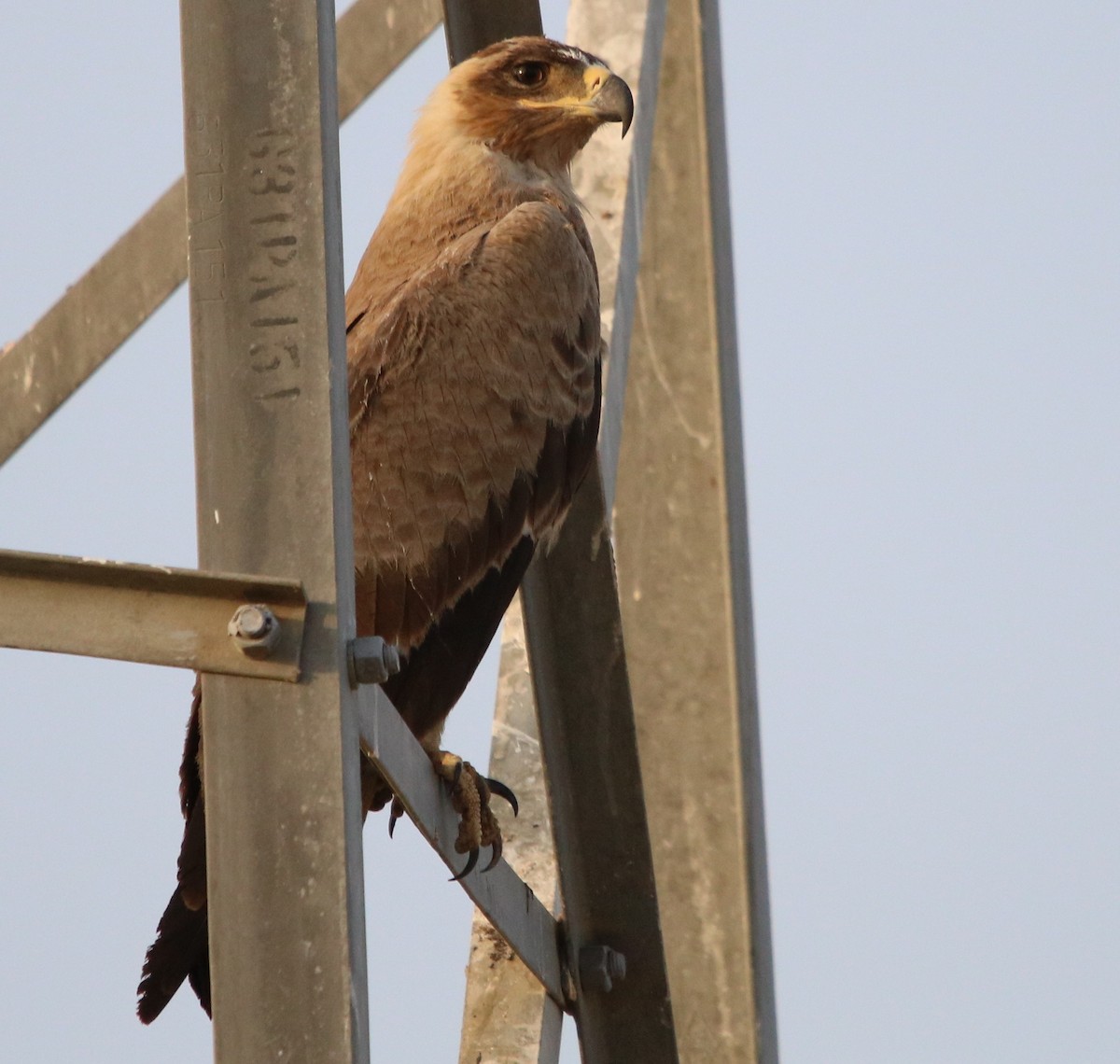 Tawny Eagle - ML121761371