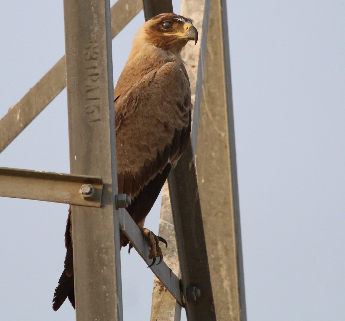 Tawny Eagle - ML121761381