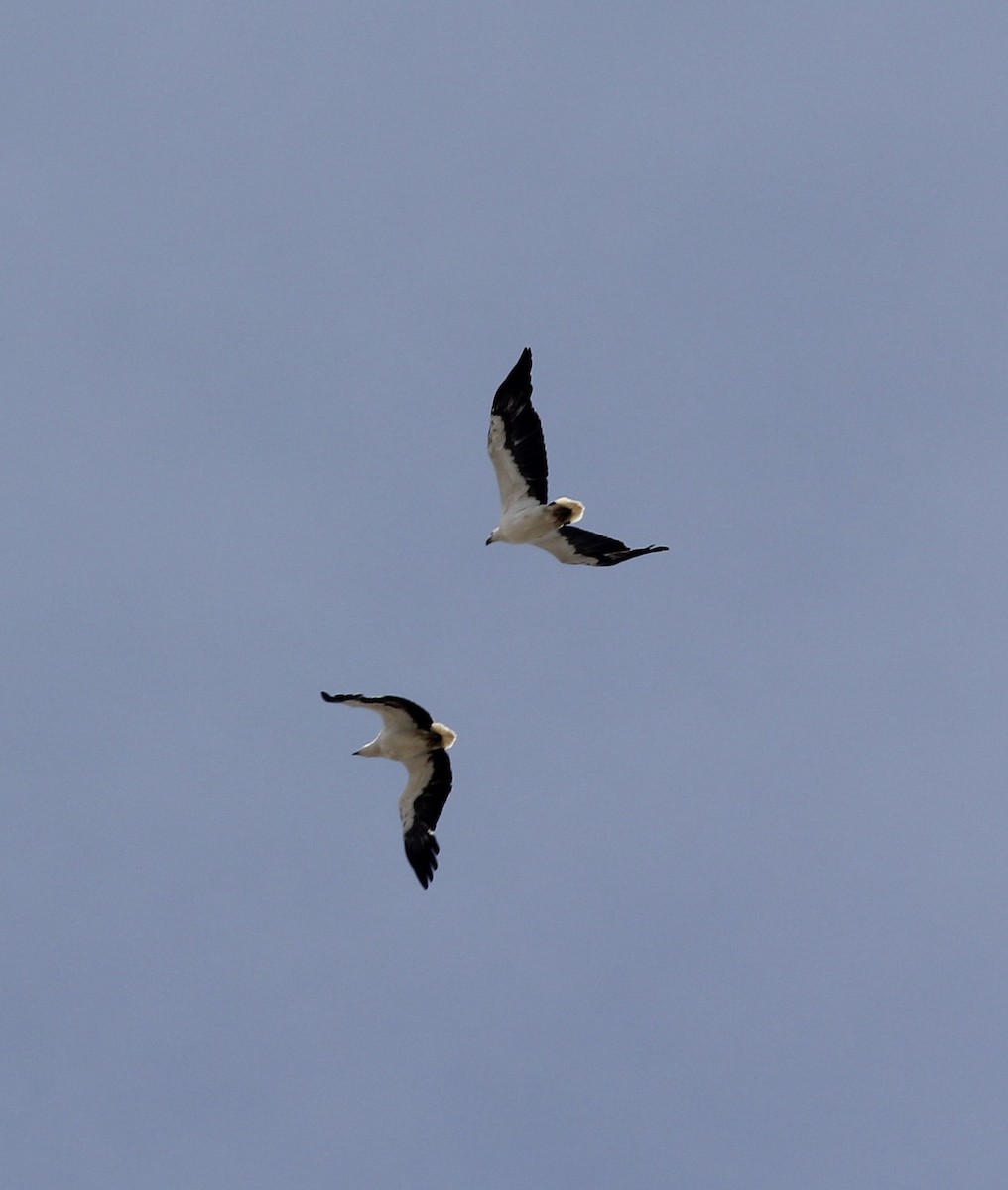 White-bellied Sea-Eagle - Richard and Margaret Alcorn