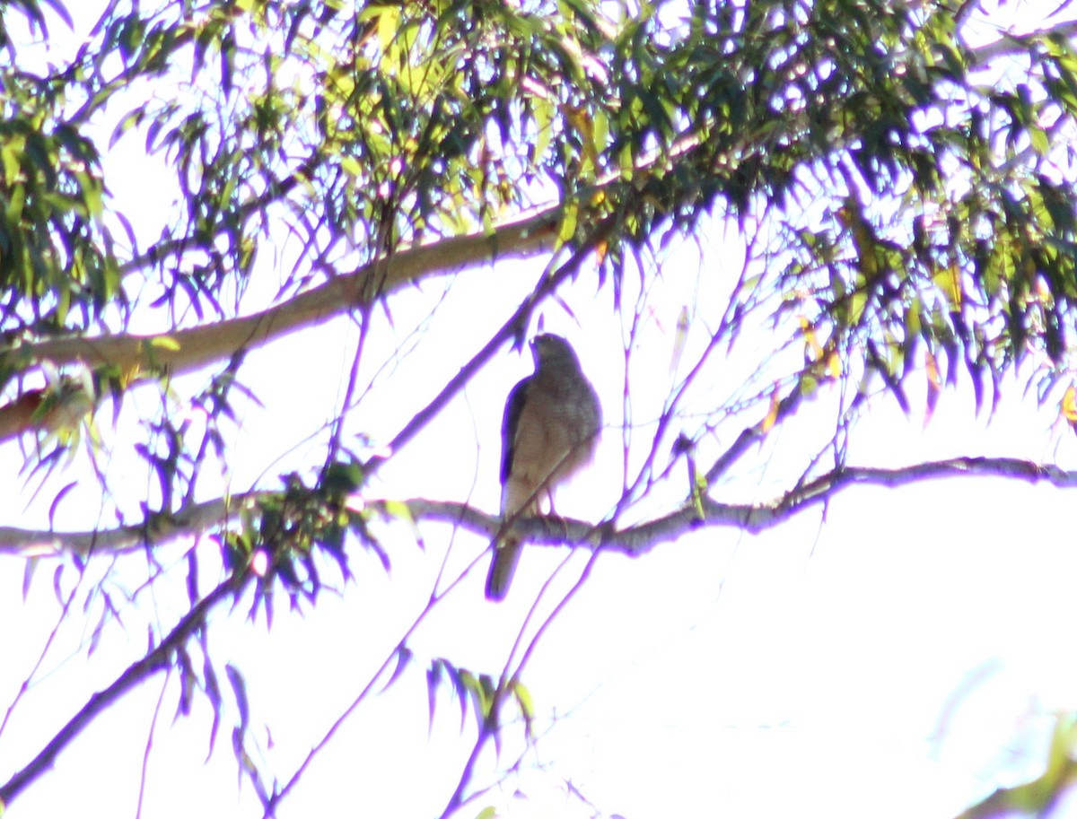 Collared Sparrowhawk - Theo Kemp