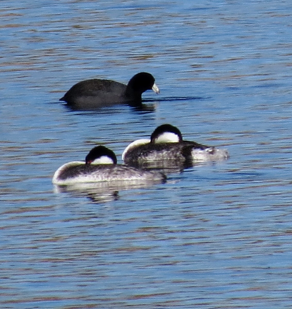 Western Grebe - Diane Drobka