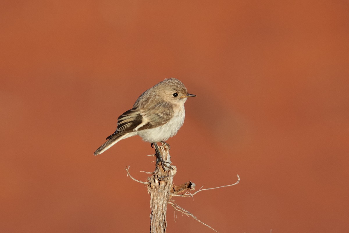 Red-capped Robin - ML121765081