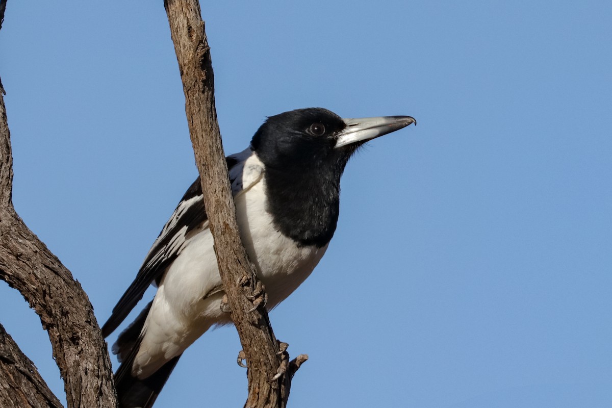 Pied Butcherbird - ML121765091