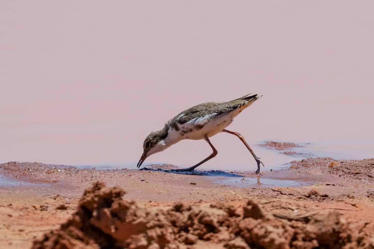 Red-kneed Dotterel - ML121765721