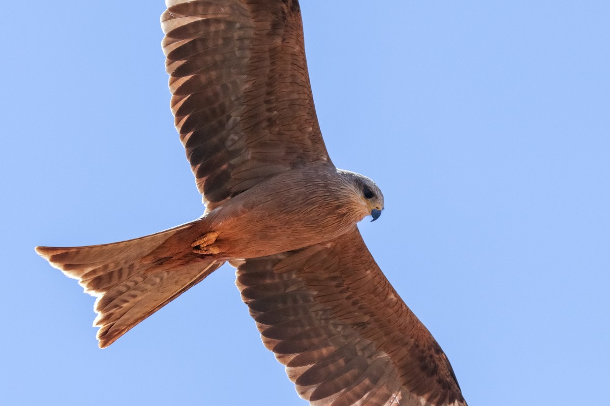 Black Kite (Black) - Tommy Pedersen