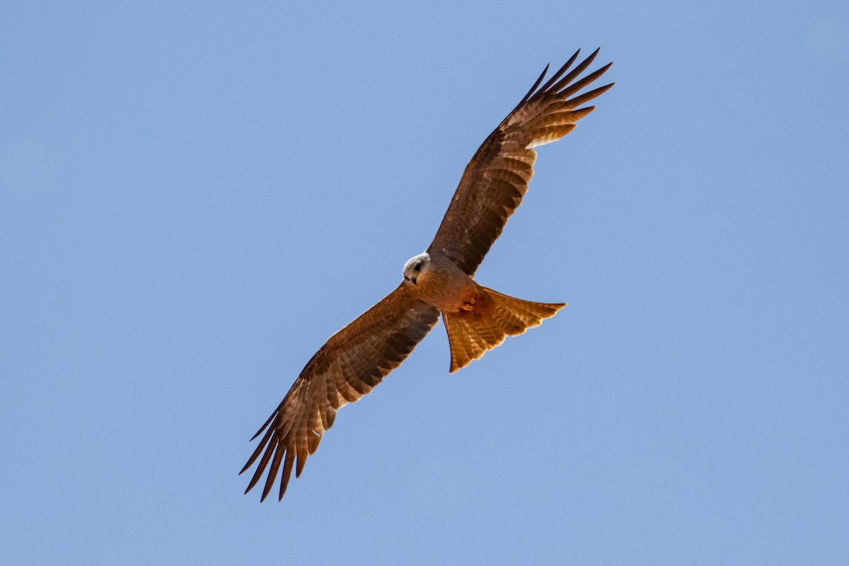 Black Kite (Black) - Tommy Pedersen